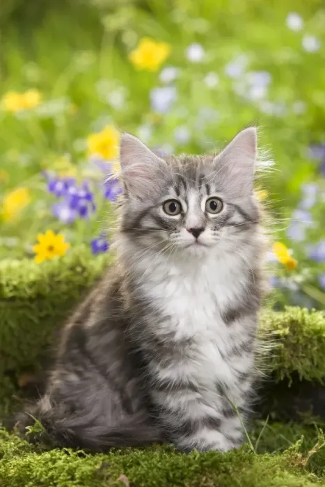 Framed Print : Cat - 8 week old Norwegian Forest kitten with flowers Framed Print : Cat - 8 week old Norwegian Forest kitten with flowers