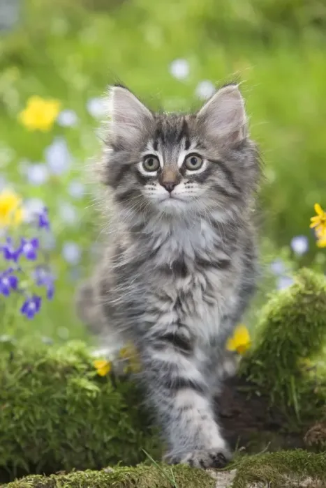 Framed Print : Cat - 8 week old Norwegian Forest kitten with flowers Framed Print : Cat - 8 week old Norwegian Forest kitten with flowers