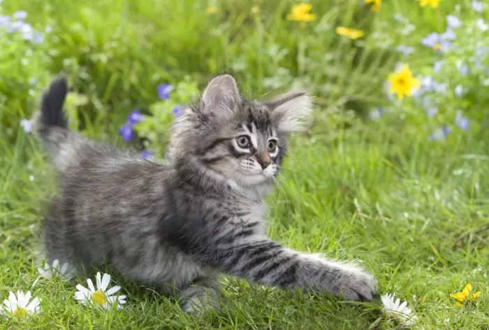 Framed Print : Cat - 8 week old Norwegian Forest kitten with flowers Framed Print : Cat - 8 week old Norwegian Forest kitten with flowers