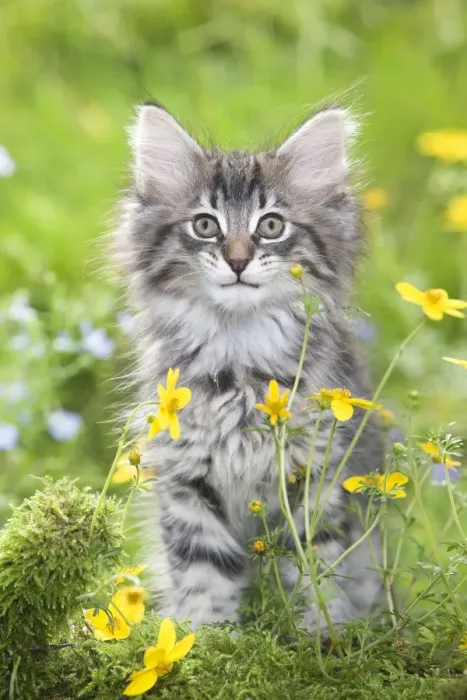Framed Print : Cat - 8 week old Norwegian Forest kitten with flowers Framed Print : Cat - 8 week old Norwegian Forest kitten with flowers