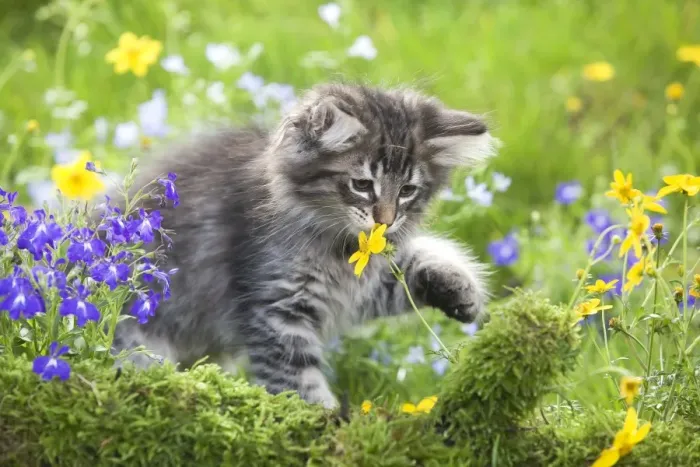 Framed Print : Cat - 8 week old Norwegian Forest kitten sniffing flowers Framed Print : Cat - 8 week old Norwegian Forest kitten sniffing flowers