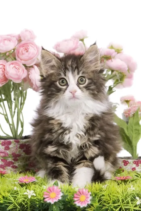 Framed Print : Cat - 8 week old Norwegian Forest kitten in studio with flowers Framed Print : Cat - 8 week old Norwegian Forest kitten in studio with flowers