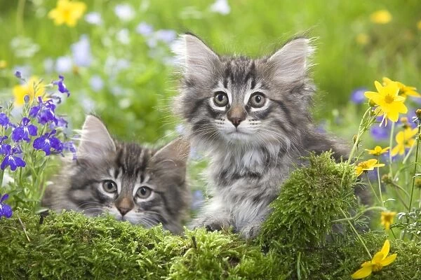 Cat - two 8 week old Norwegian Forest kittens with flowers