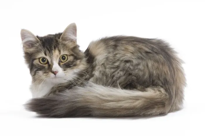 8 Week Old Siberian Kitten Studio Print. Art Prints, Posters