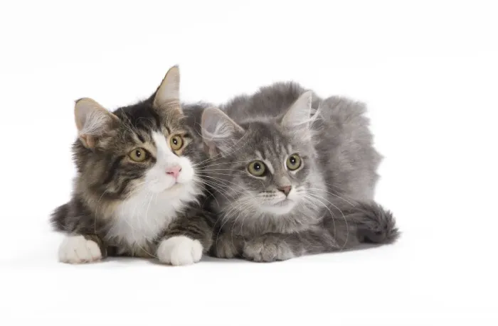 Framed Print : Cat - 8 week old Siberian kittens in studio Framed Print : Cat - 8 week old Siberian kittens in studio