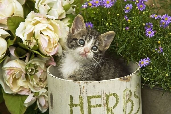 Cat - 8 week old tabby kitten in herb pot