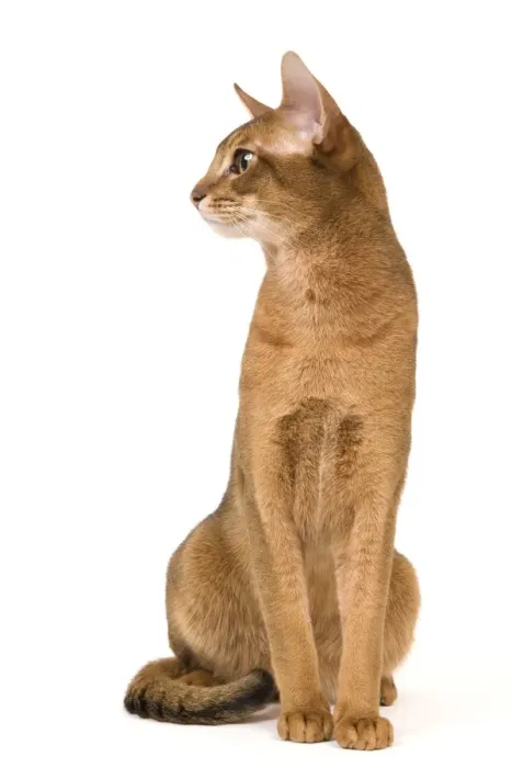 Framed Print : Cat - Abyssinian / Hare cat Framed Print : Cat - Abyssinian / Hare cat