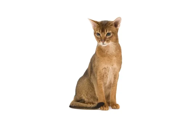 Framed Print : Cat - Abyssinian / Hare cat Framed Print : Cat - Abyssinian / Hare cat