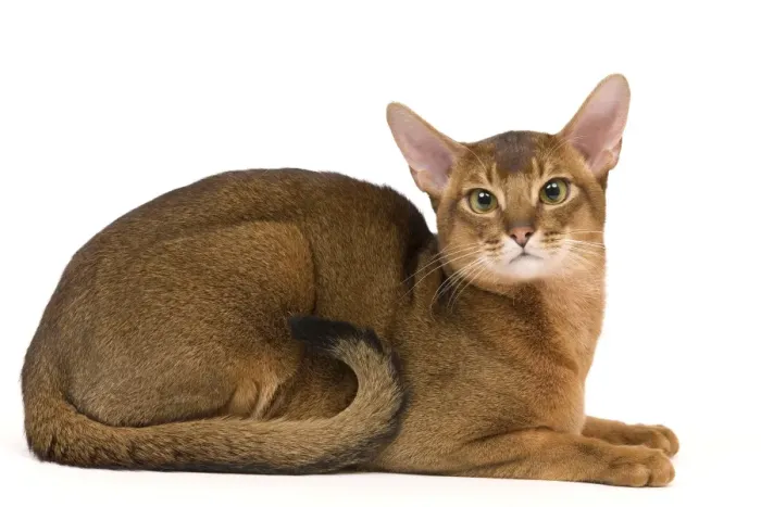 Framed Print : Cat - Abyssinian / Hare cat Framed Print : Cat - Abyssinian / Hare cat