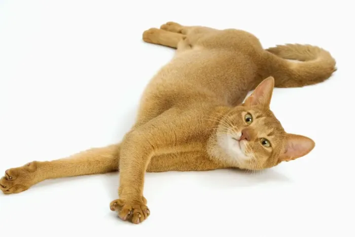 Framed Print : Cat - Abyssinian - red - in studio Framed Print : Cat - Abyssinian - red - in studio