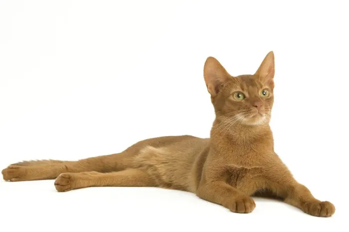 Framed Print : Cat - Abyssinian - red - in studio Framed Print : Cat - Abyssinian - red - in studio