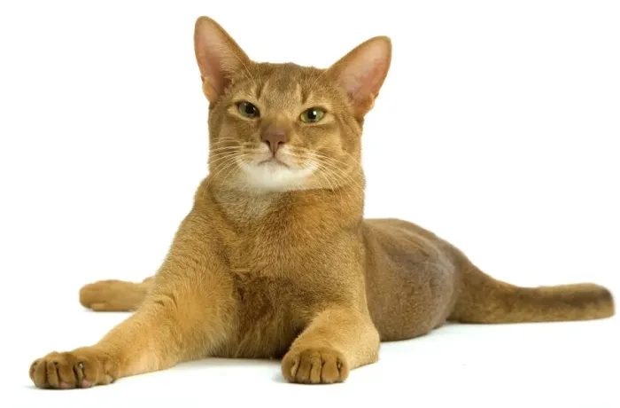 Framed Print : Cat - Abyssinian - red - in studio Framed Print : Cat - Abyssinian - red - in studio