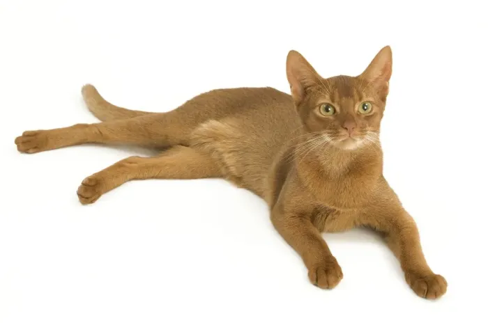 Framed Print : Cat - Abyssinian - red - in studio Framed Print : Cat - Abyssinian - red - in studio