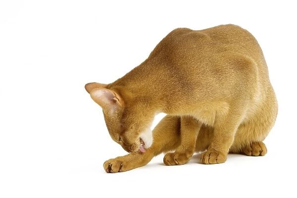Cat - Abyssinian - red - in studio grooming
