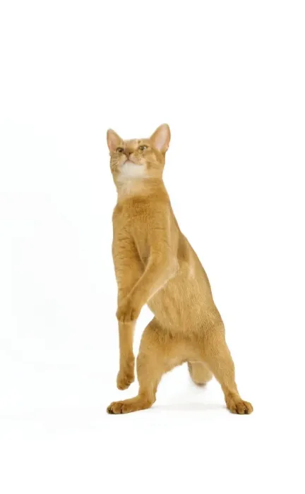 Framed Print : Cat - Abyssinian - red - in studio on hind legs Framed Print : Cat - Abyssinian - red - in studio on hind legs