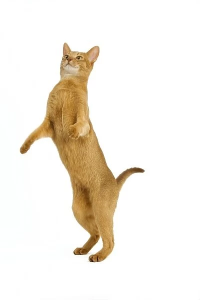 Cat - Abyssinian - red - in studio on hind legs