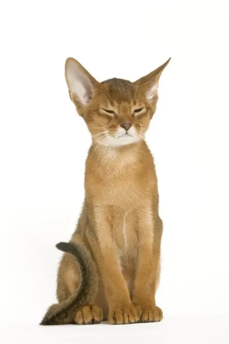Framed Print : Cat - Abyssinian ruddy in studio Framed Print : Cat - Abyssinian ruddy in studio