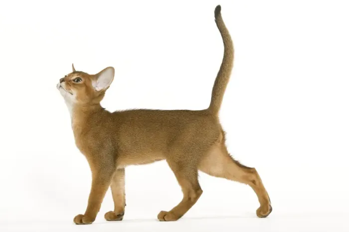 Framed Print : Cat - Abyssinian ruddy in studio Framed Print : Cat - Abyssinian ruddy in studio