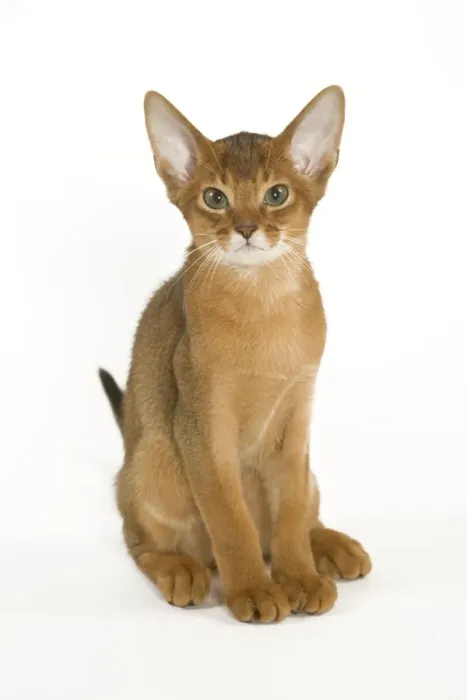 Framed Print : Cat - Abyssinian sitting in studio Framed Print : Cat - Abyssinian sitting in studio