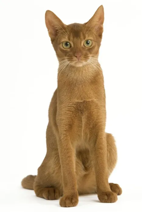 Framed Print : Cat - Abyssinian Sorrel in studio Framed Print : Cat - Abyssinian Sorrel in studio