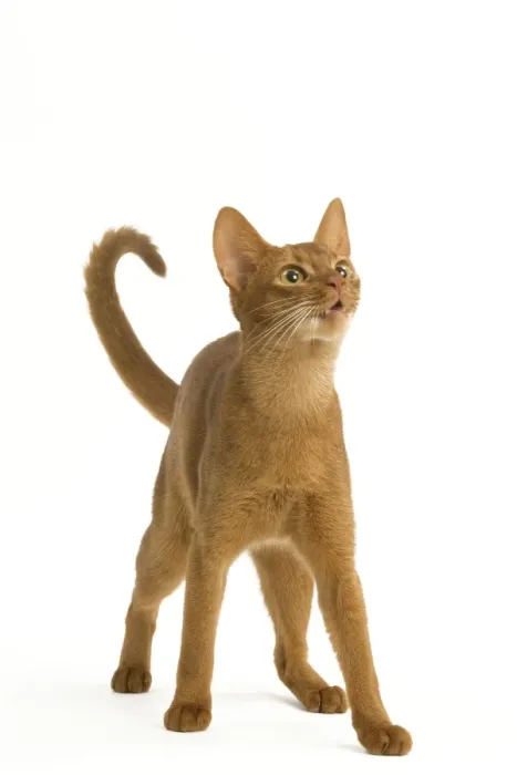 Framed Print : Cat - Abyssinian Sorrel in studio Framed Print : Cat - Abyssinian Sorrel in studio