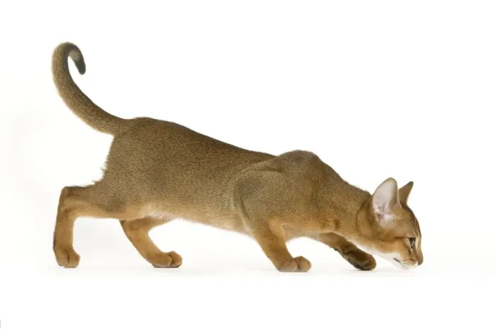 Framed Print : Cat - Abyssinian - in studio Framed Print : Cat - Abyssinian - in studio