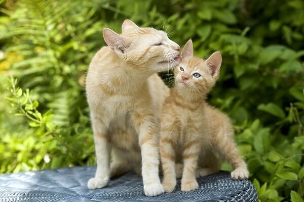 Cat - adult licking ginger kitten