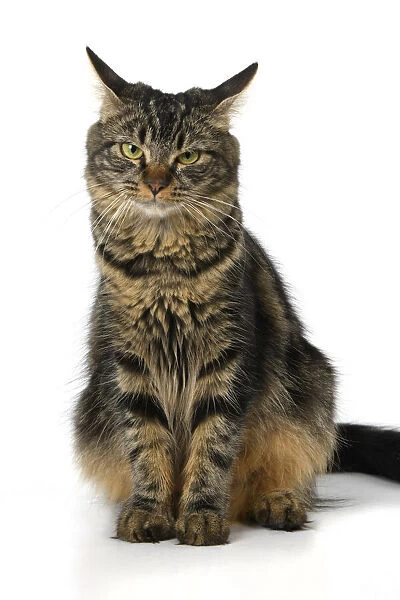 CAT. adult tabby, facial expressions, , cute, studio, white background