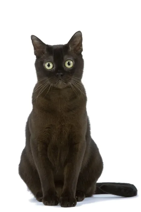 Framed Print : Cat - American Burmese Zibeline / Sable - in studio Framed Print : Cat - American Burmese Zibeline / Sable - in studio