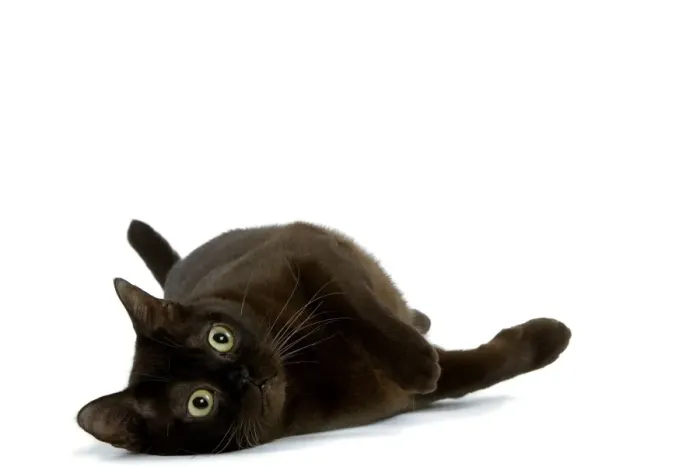 Framed Print : Cat - American Burmese Zibeline / Sable - in studio Framed Print : Cat - American Burmese Zibeline / Sable - in studio