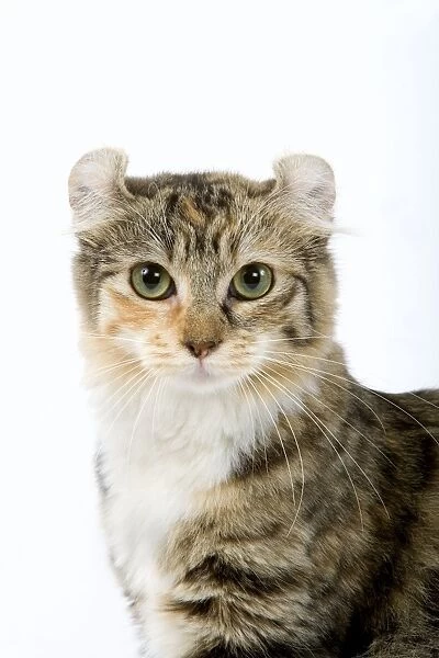 Cat- American Curl - Brown tortie blotched tabby & white