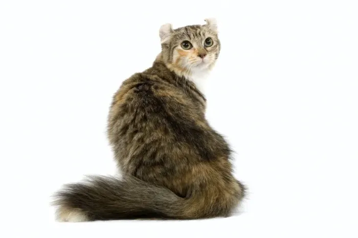 Framed Print : Cat- American Curl - Brown tortie blotched tabby & white Framed Print : Cat- American Curl - Brown tortie blotched tabby & white