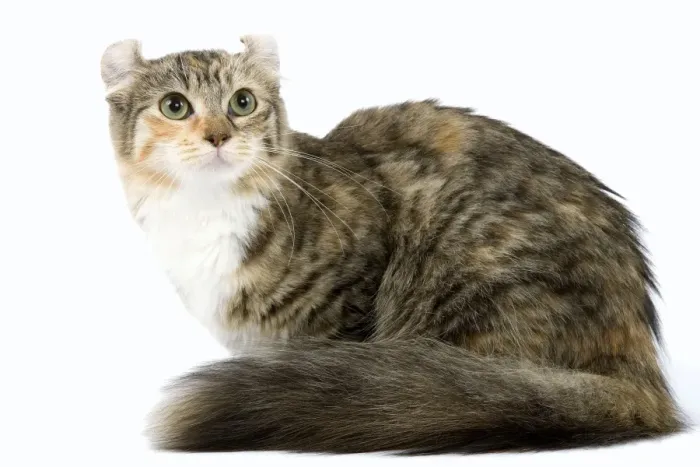 Framed Print : Cat- American Curl - Brown tortie blotched tabby & white Framed Print : Cat- American Curl - Brown tortie blotched tabby & white