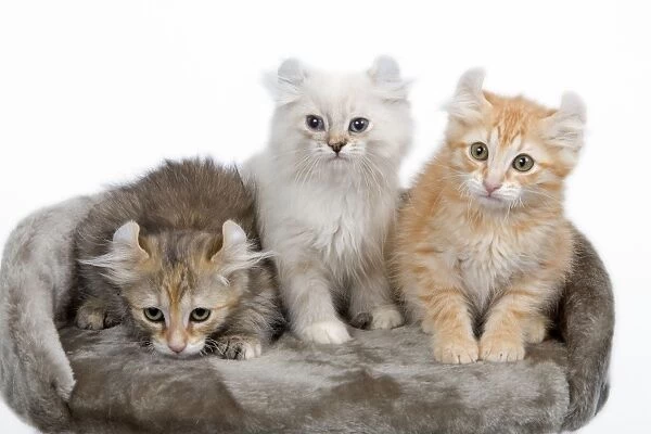 Cat - American Curl kittens in studio