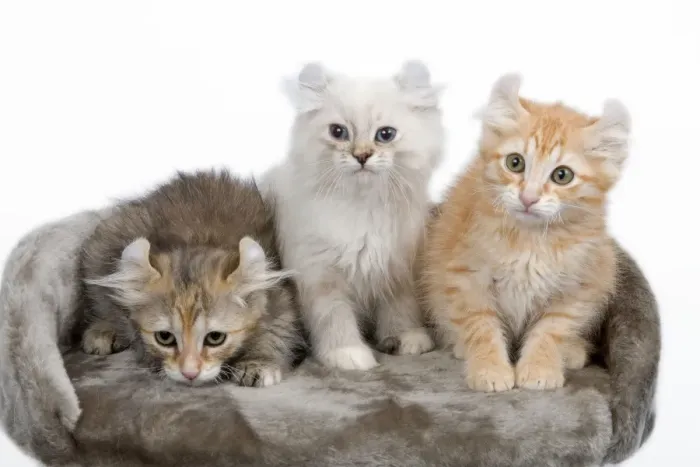 Framed Print : Cat - American Curl kittens in studio Framed Print : Cat - American Curl kittens in studio