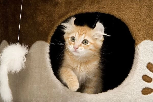 Cat - American Curl Red Tabby Kitten appearing through hole