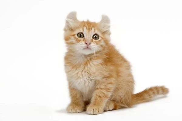 Cat - American Curl red tabby kitten in studio