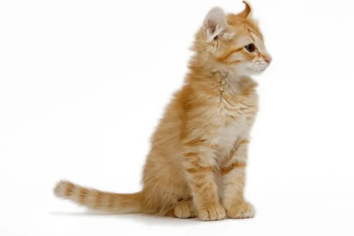 Framed Print : Cat - American Curl red tabby kitten in studio Framed Print : Cat - American Curl red tabby kitten in studio