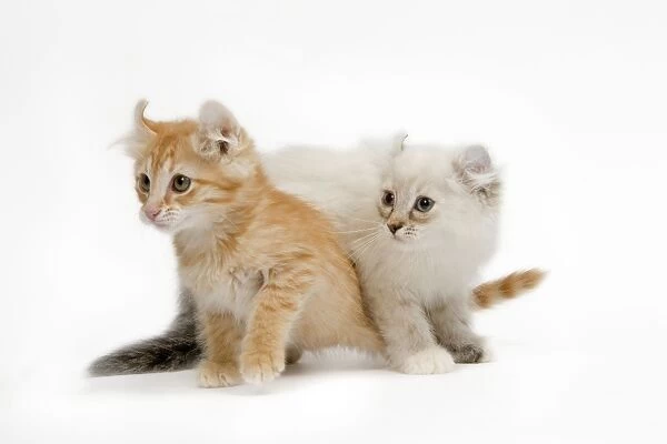 Cat - two American Curl red tabby kittens in studio