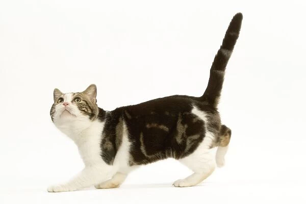 Cat - American shorthair white brown tabby, crouching
