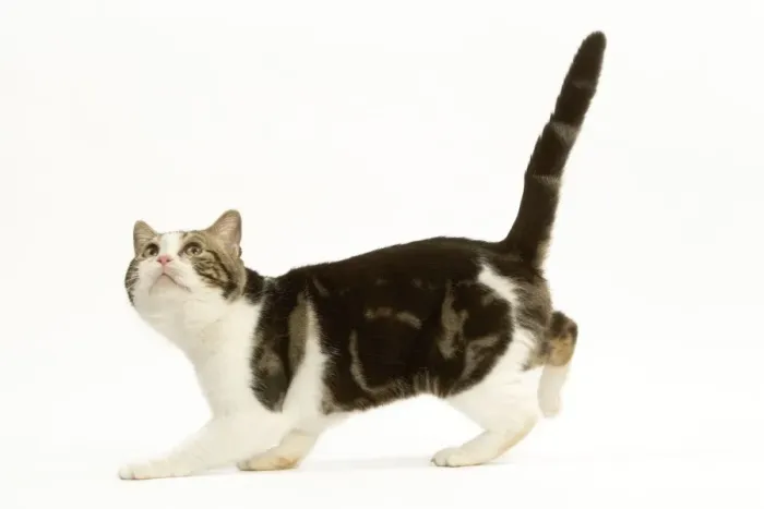 Framed Print : Cat - American shorthair white brown tabby, crouching