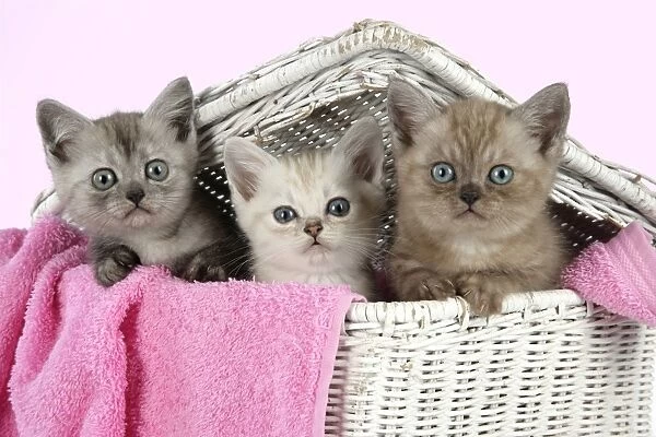 Cat. Asian. Black smoke, Chocolate classic tabby and Brown classic tabby smoke kittens (8 weeks) in wicker laundry basket