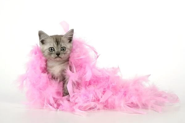 Cat. Asian. Black smoke kitten (8 weeks) with pink feather boa
