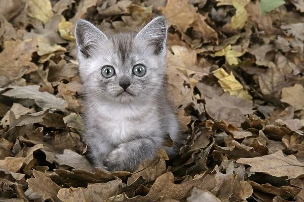 Cat. Asian. Black smoke kitten (8 weeks) sitting in autumn leaves