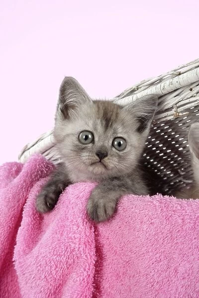 Cat. Asian. Black smoke kitten (8 weeks) in wicker laundry basket