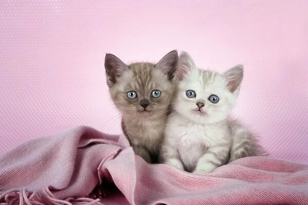 Cat. Asian. Brown classic tabby smoke kitten (8 weeks) and Chocolate classic tabby kitten (8 weeks) in pink scarf Digital Manipulation