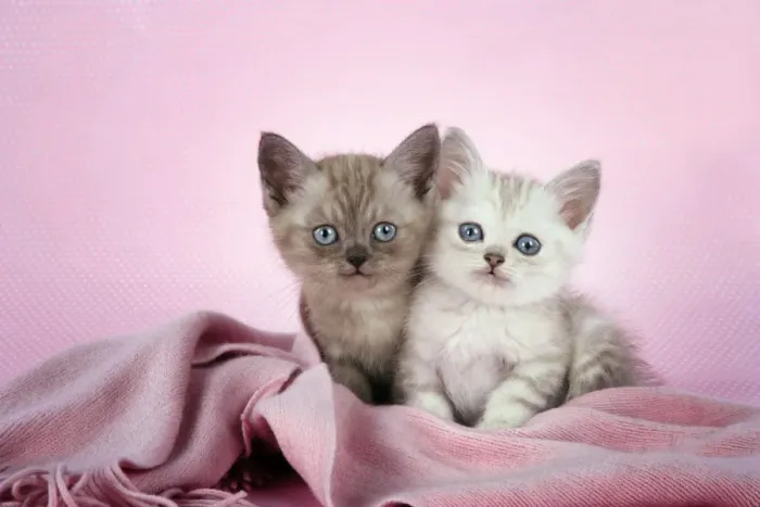 Framed Print : Cat. Asian. Brown classic tabby smoke kitten (8 weeks) and Chocolate classic tabby kitten (8 weeks) in pink scarf Digital Manipulation Framed Print : Cat. Asian. Brown classic tabby smoke kitten (8 weeks) and Chocolate classic tabby kitten (8 weeks) in pink scarf Digital Manipulation