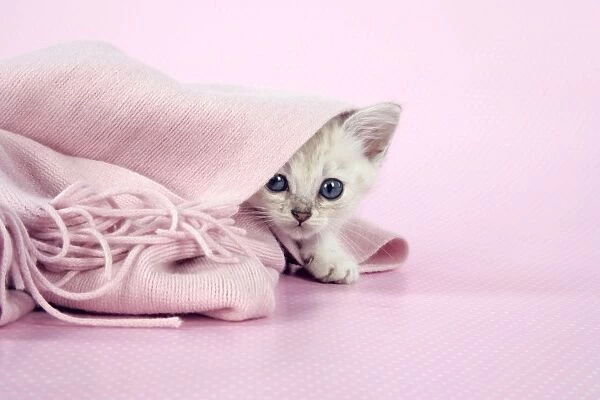 Cat. Asian. Chocolate classic tabby kitten (8 weeks) in pink scarf