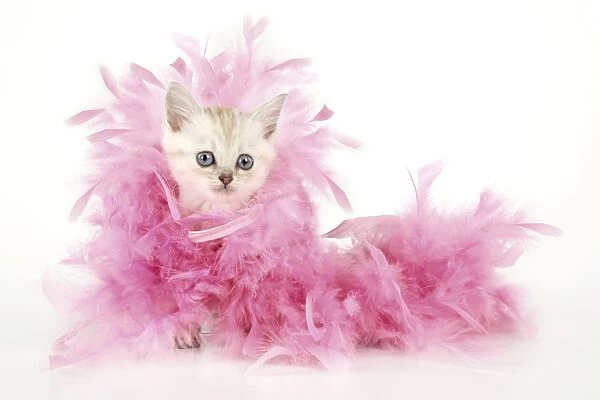 Cat. Asian. Chocolate classic tabby kitten (8 weeks) with feather boa Digital Manipulation