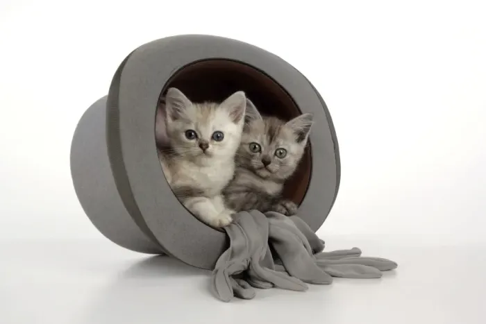 Framed Print : Cat. Asian. Chocolate classic tabby kitten (8 weeks) and black smoke kitten (8 weeks) sitting in top hat Framed Print : Cat. Asian. Chocolate classic tabby kitten (8 weeks) and black smoke kitten (8 weeks) sitting in top hat